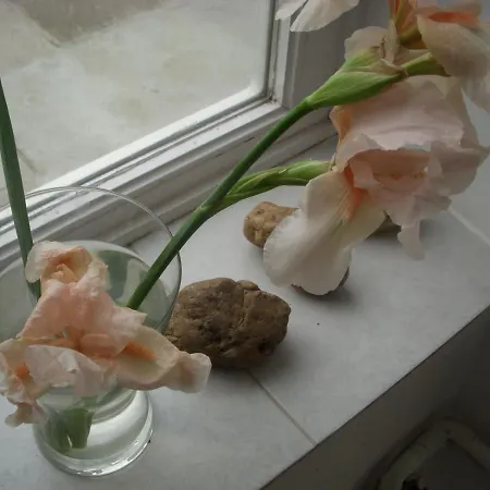 招待所 39号花园小屋公寓 3*