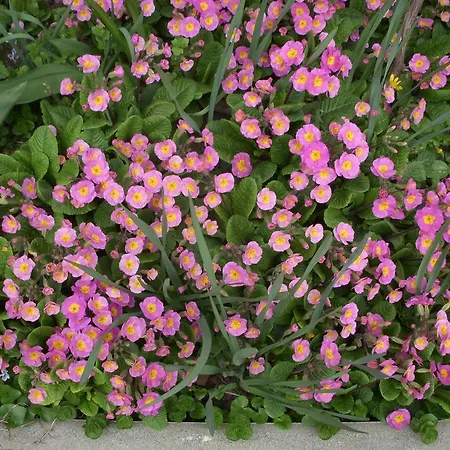 招待所 39号花园小屋公寓