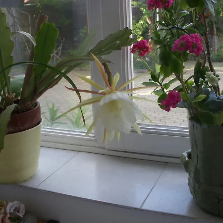 39号花园小屋公寓 招待所