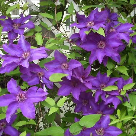 招待所 39号花园小屋公寓 3*
